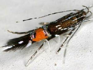 Cosmopterix montisella