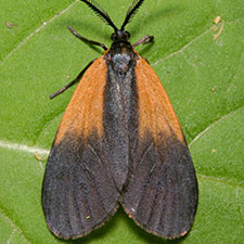 Pyromorpha dimidiata