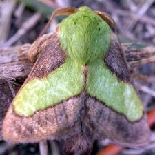 Parasa chloris