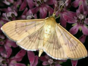 Patania silicalis