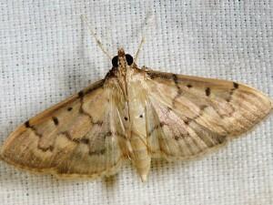 Herpetogramma bipunctalis