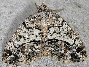 Macaria graphidaria