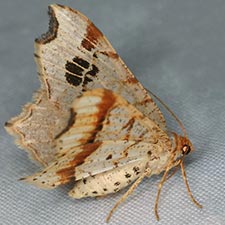 Macaria promiscuata