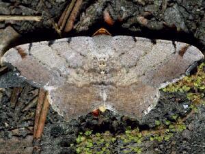 Macaria bicolorata