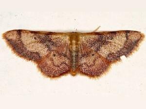 Idaea demissaria