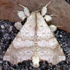 Olceclostera angelica