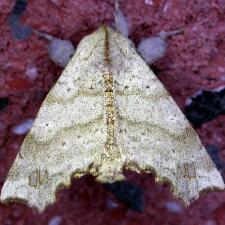 Olceclostera angelica