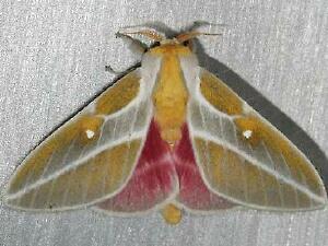 Syssphinx raspa