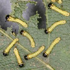 Anisota peigleri