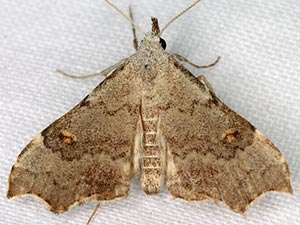 Redectis pygmaea