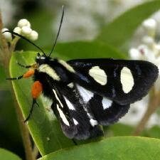 Alypia octomaculata