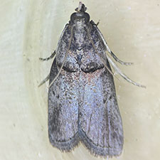 Acrobasis coryliella