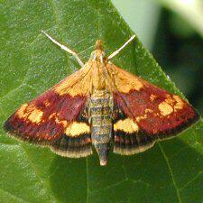 Pyrausta orphisalis