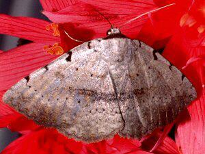 Spiloloma lunilinea