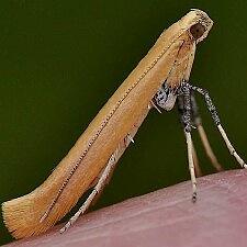 Caloptilia sp.