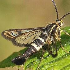 Synanthedon bibionipennis