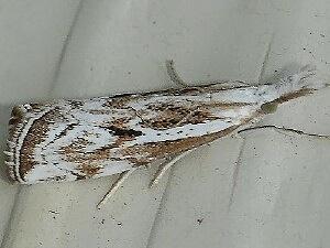 Catoptria oregonicus