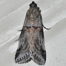 Acrobasis comptella