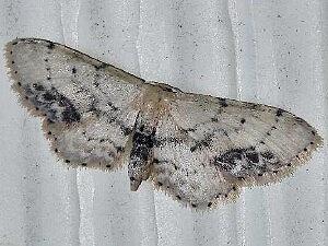 Idaea dimidiata