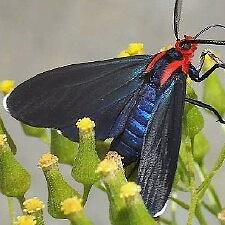 Ctenucha rubroscapus