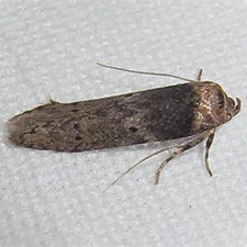 Holcocera crassicornella