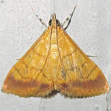 Pyrausta insignitalis