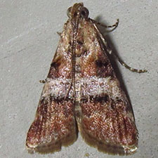 Phidotricha erigens