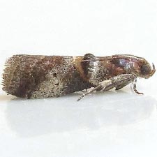 Acrobasis minimella