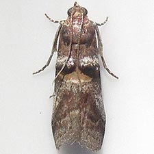 Acrobasis minimella