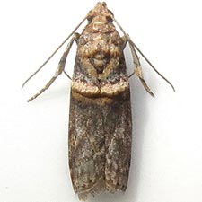 Anabasis ochrodesma