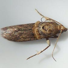 Anabasis ochrodesma