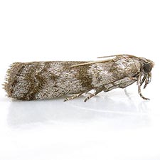 Laetilia myersella