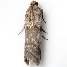 Laetilia myersella