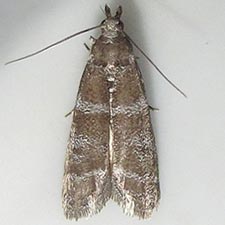 Ephestia columbiella