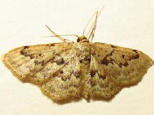 Idaea micropterata