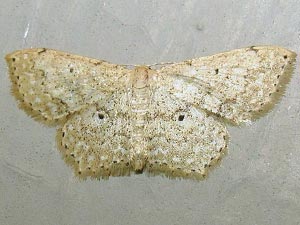 Scopula compensata