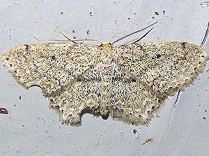 Scopula compensata