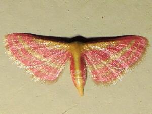 Leptostales laevitaria