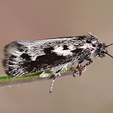 Ethmia albitogata