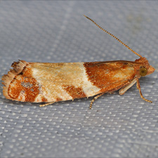 Epinotia castaneana