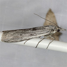 Interjectio denticulella