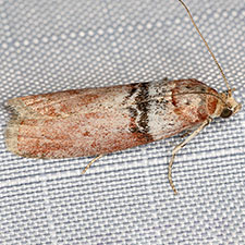 Sciota delassalis