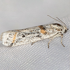 Acroncosa similella