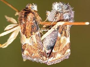 Schinia scarletina