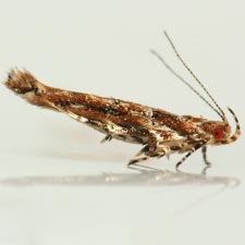 Anatrachyntis rileyi