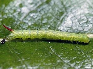 Smerinthus ophthalmica