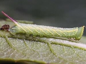 Smerinthus ophthalmica