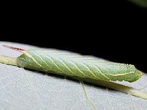 Smerinthus ophthalmica