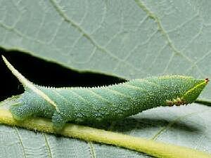 Smerinthus ophthalmica