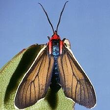 Ctenucha brunnea